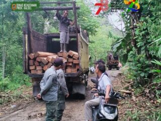Tim Gabungan Polhut Berhasil Mengamankan 13 Kubik Kayu Hasil Illegal Logging di KPH Kusan dan KPH Cantung
